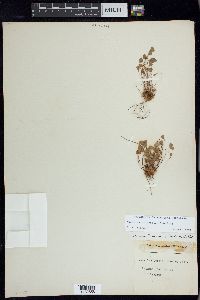 Marsilea oligospora image