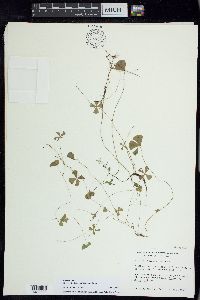 Marsilea vestita image