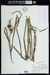 Sparganium androcladum image