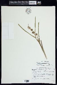 Sparganium angustifolium image