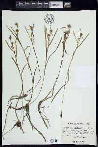 Sparganium angustifolium image