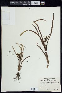 Sparganium angustifolium image