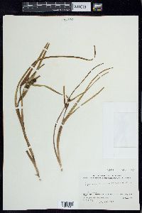 Sparganium angustifolium image