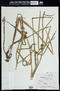 Sparganium angustifolium image