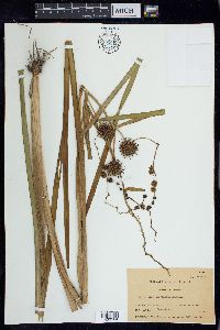 Sparganium eurycarpum image