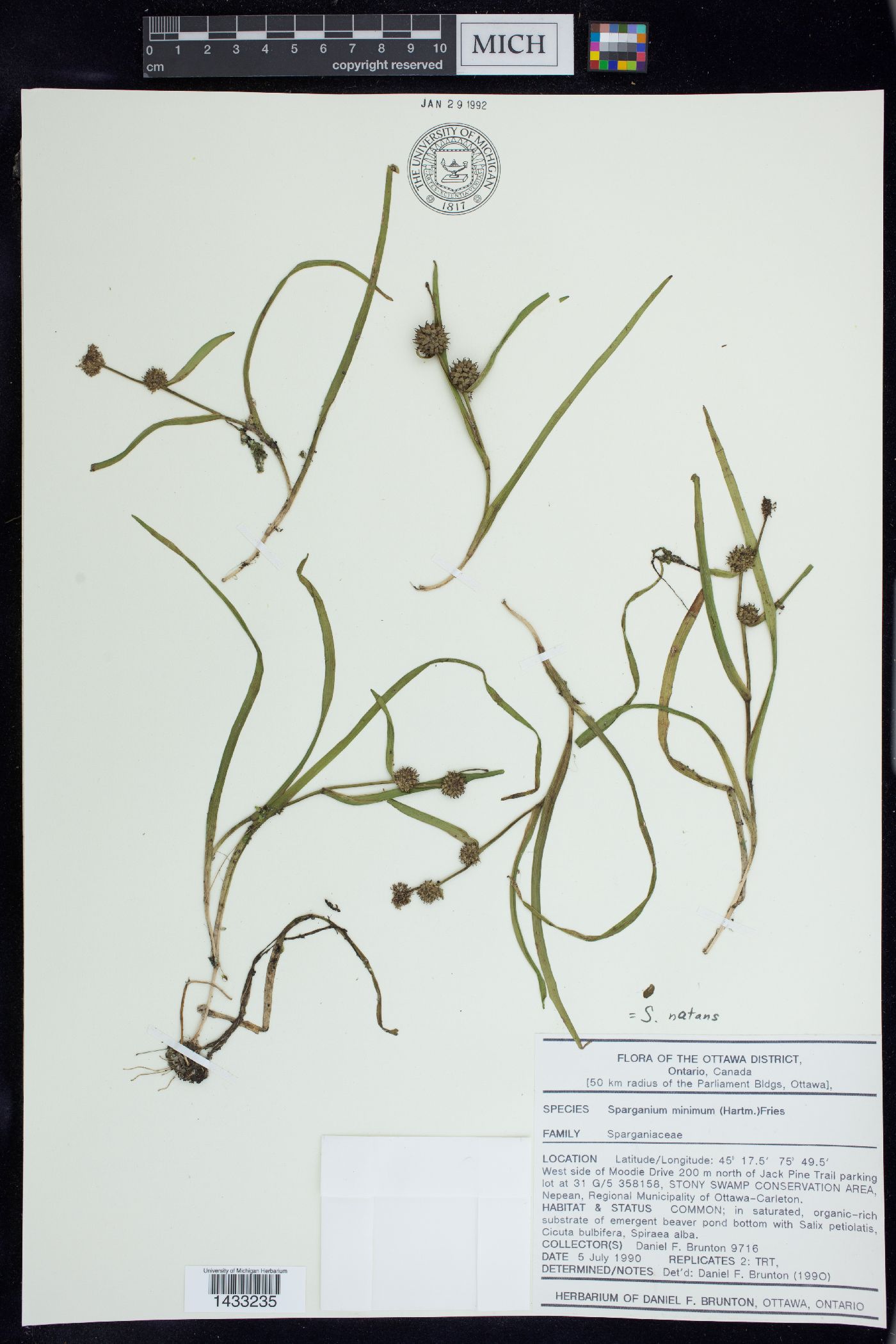 Sparganium natans image
