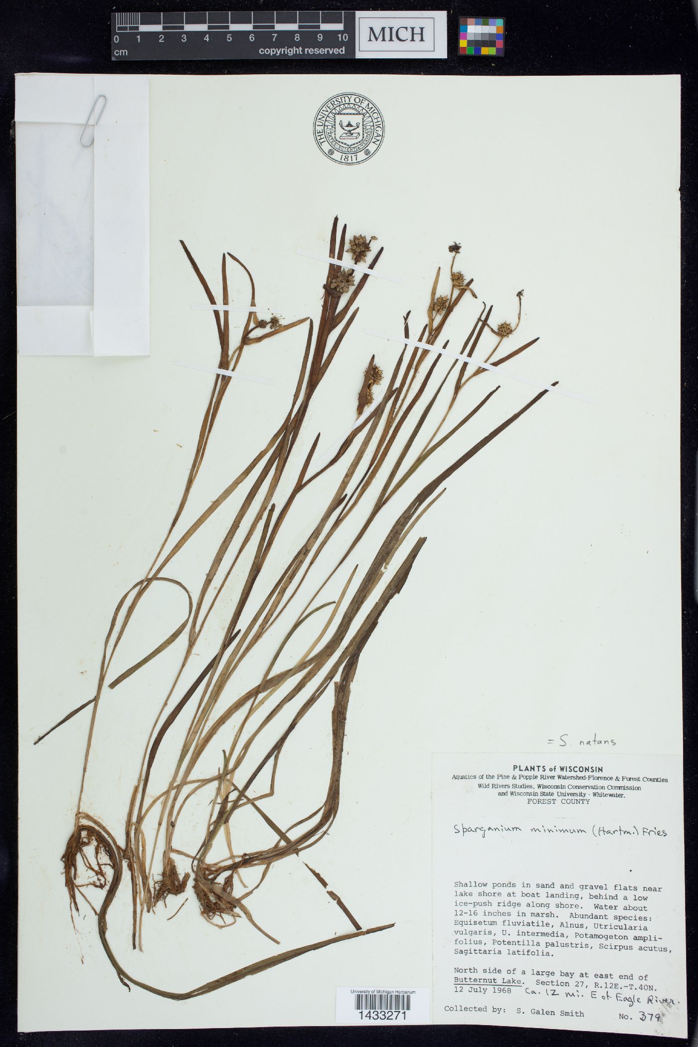 Sparganium natans image