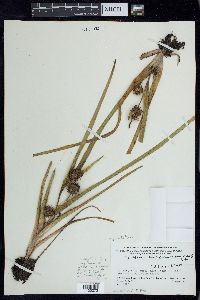 Sparganium angustifolium image