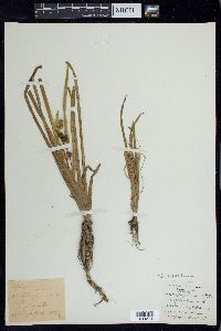 Sparganium angustifolium image