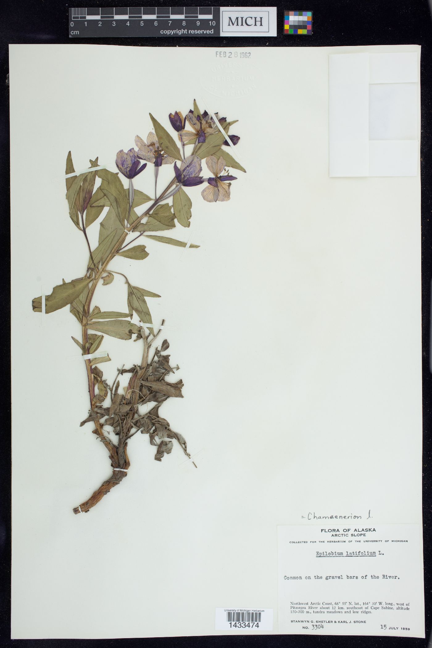 Chamerion latifolium image