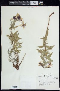 Chamerion latifolium image