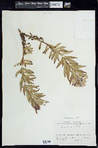 Chamerion latifolium image