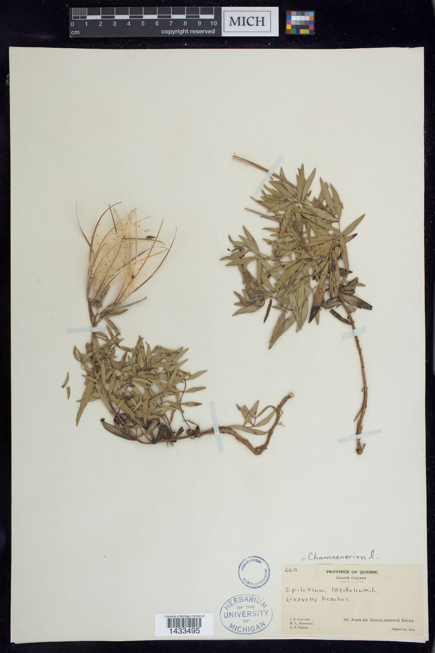 Chamerion latifolium image