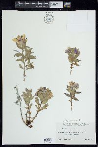 Chamerion latifolium image