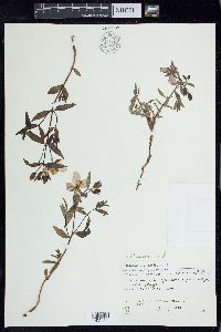 Chamerion latifolium image