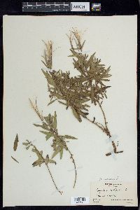 Chamerion latifolium image