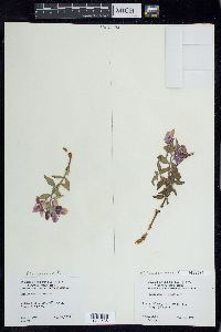 Chamerion latifolium image