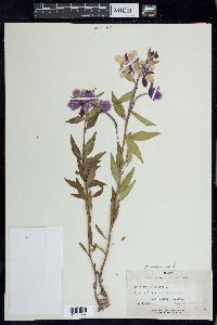 Chamerion latifolium image