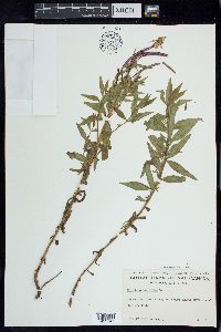 Chamerion latifolium image