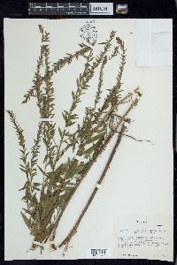 Lythrum alatum var. lanceolatum image