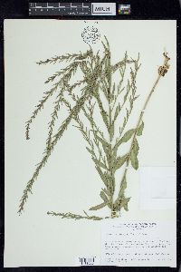 Lythrum californicum image