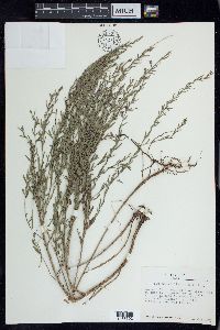 Lythrum californicum image