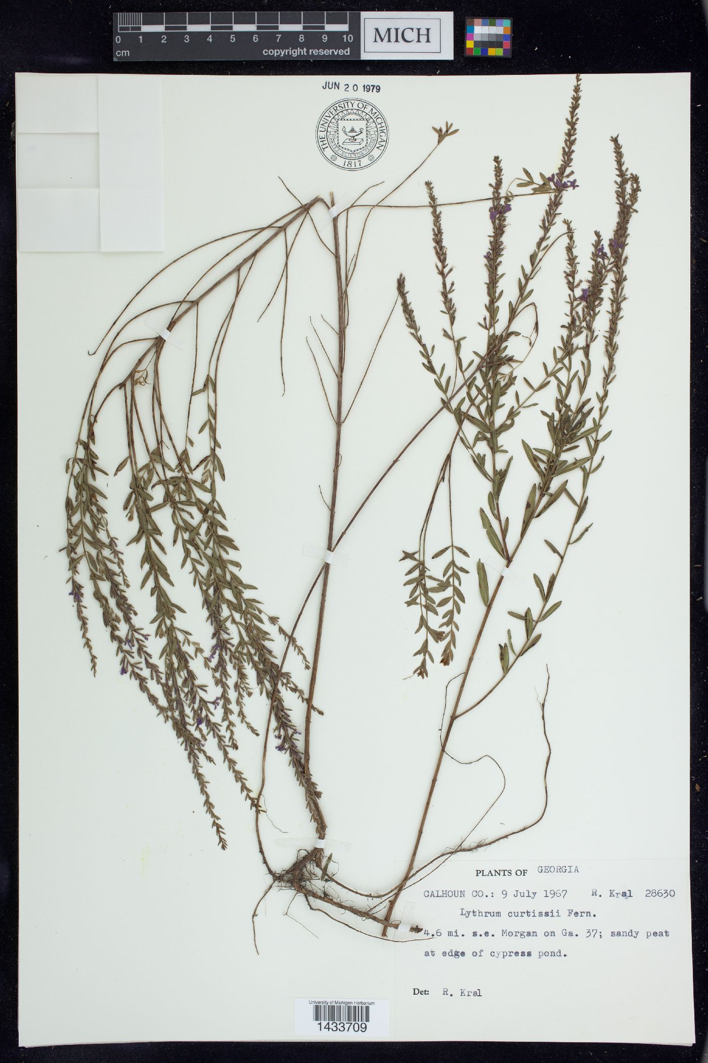 Lythrum curtissii image