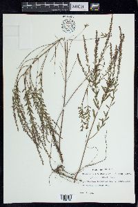 Lythrum curtissii image