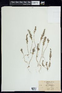 Lythrum hyssopifolia image