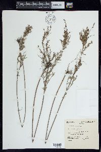 Lythrum lineare image