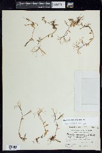 Epilobium anagallidifolium image