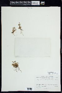 Epilobium anagallidifolium image