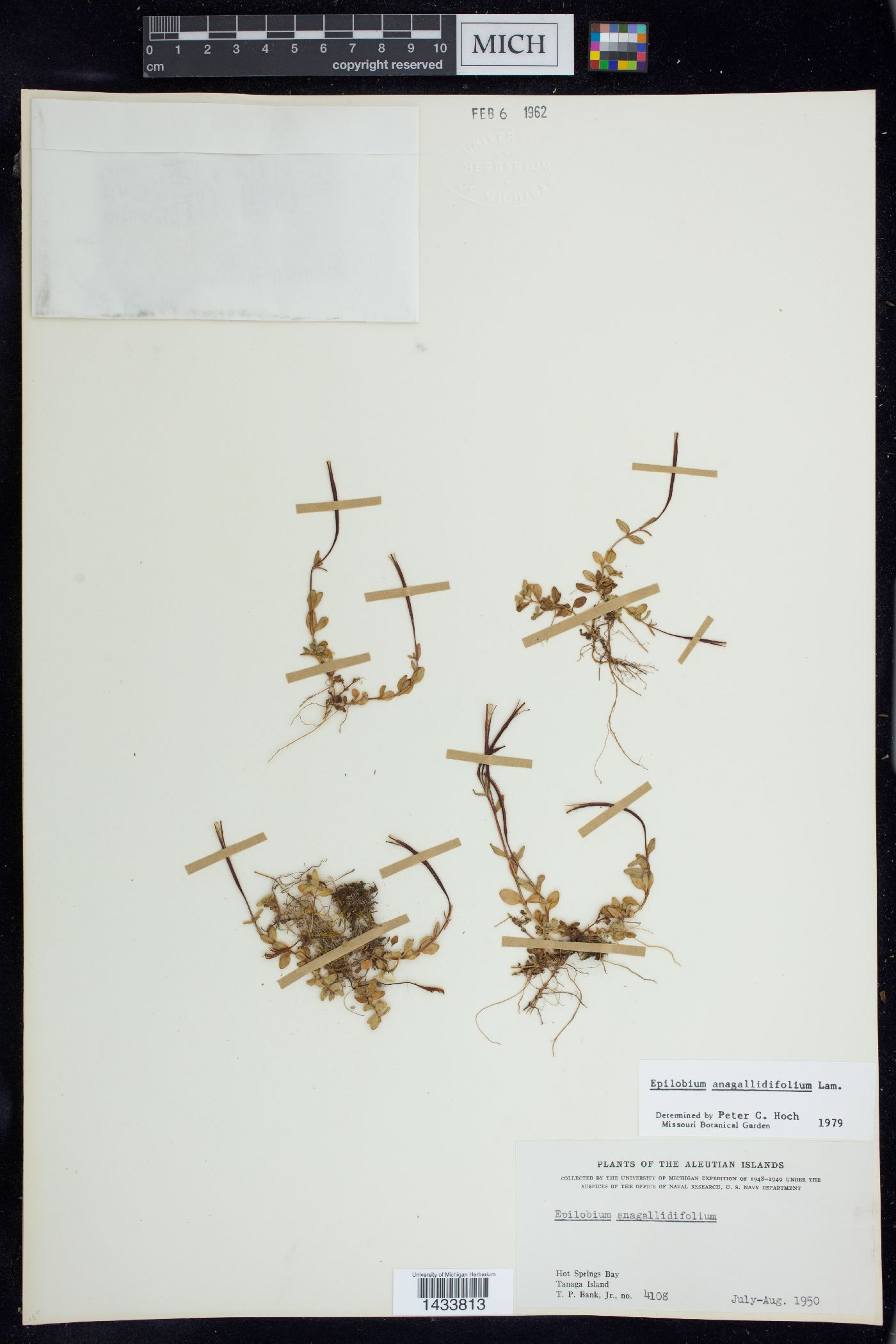 Epilobium anagallidifolium image