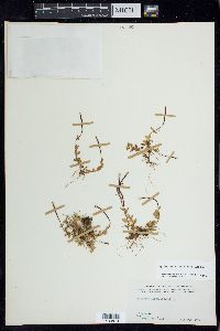 Epilobium anagallidifolium image