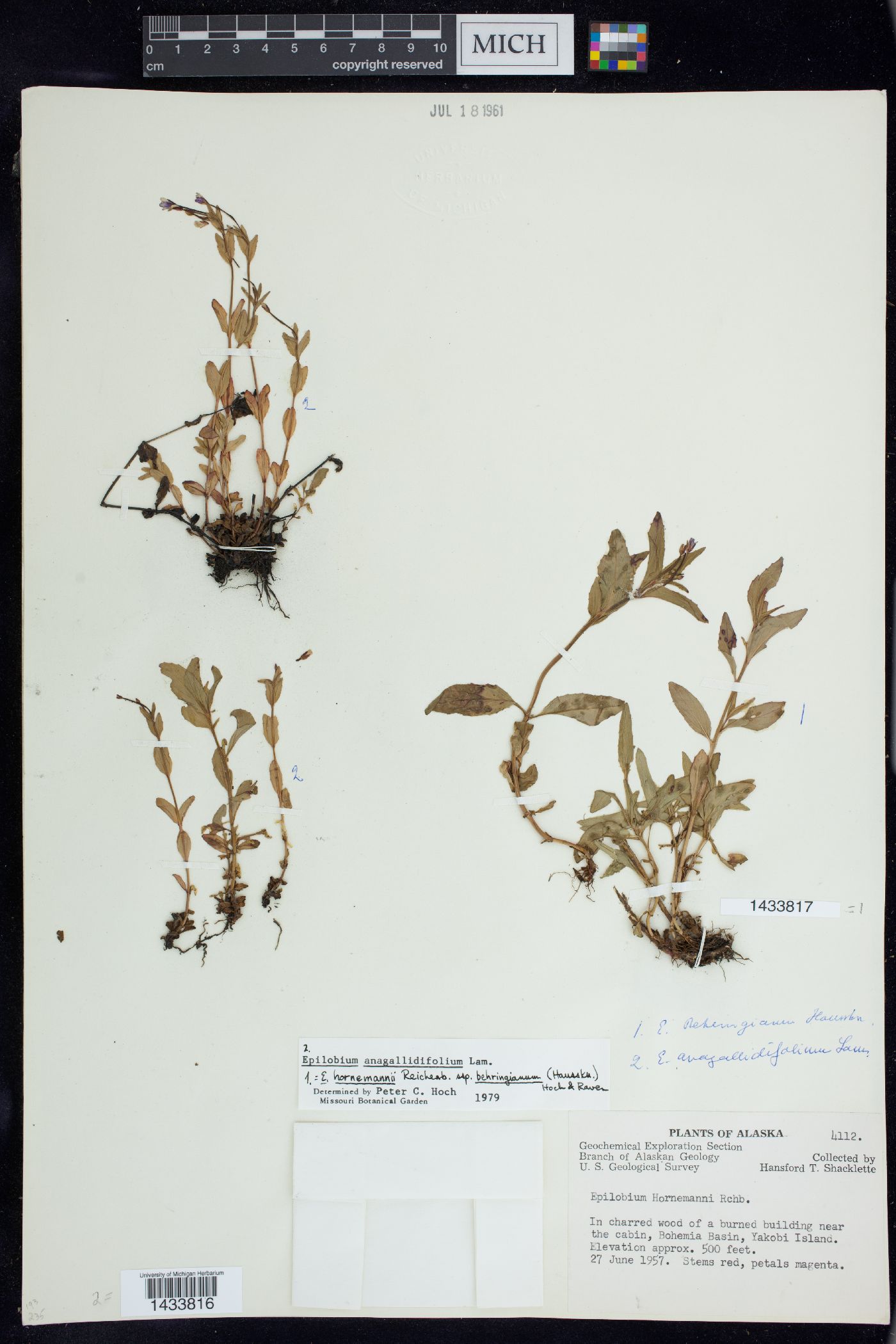 Epilobium anagallidifolium image