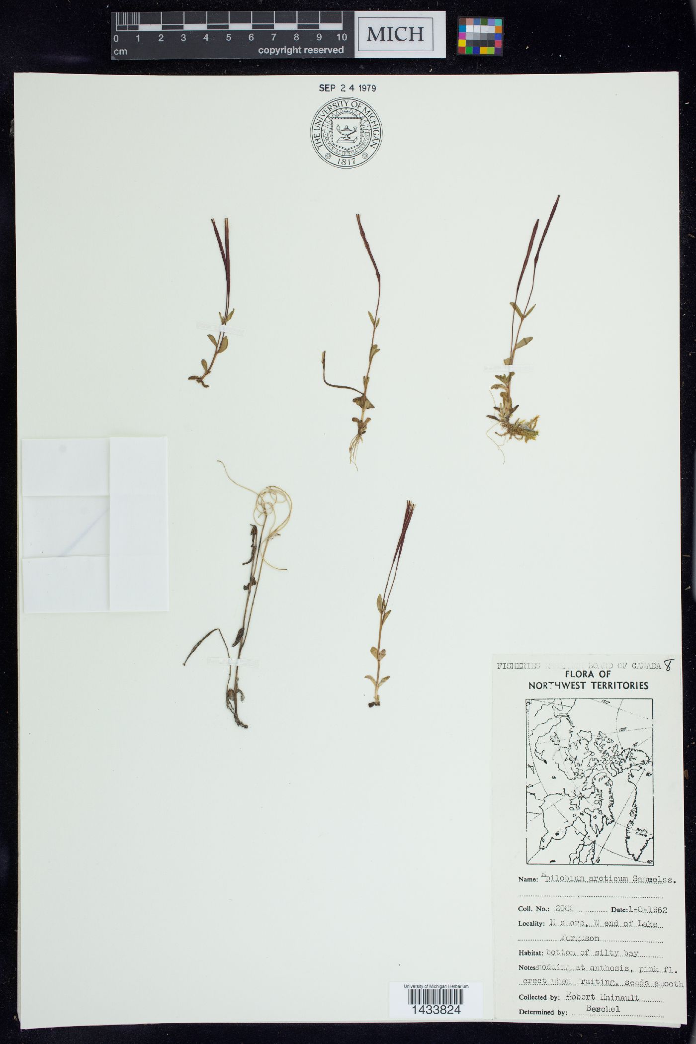 Epilobium arcticum image
