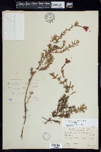 Epilobium canum image