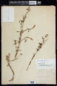 Epilobium canum image