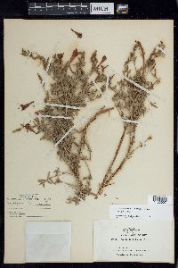 Epilobium canum image