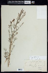 Epilobium canum subsp. canum image