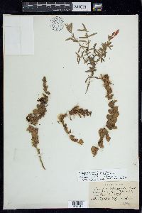 Epilobium canum subsp. garrettii image