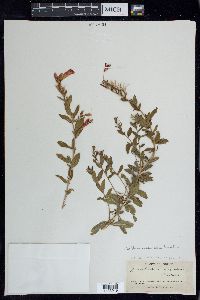 Epilobium canum subsp. latifolium image