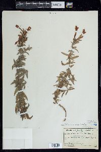 Epilobium canum image