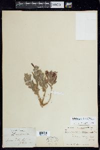 Epilobium canum subsp. latifolium image