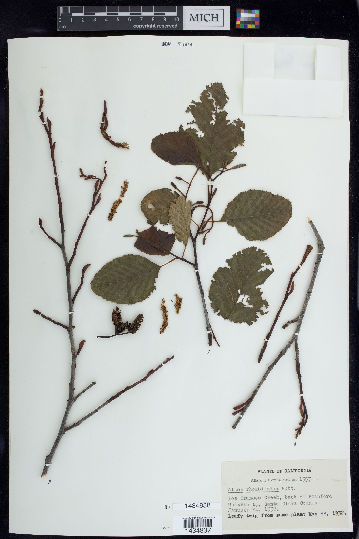 Alnus rhombifolia image