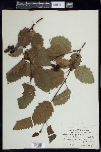 Alnus incana subsp. tenuifolia image