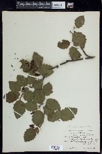 Alnus incana subsp. tenuifolia image