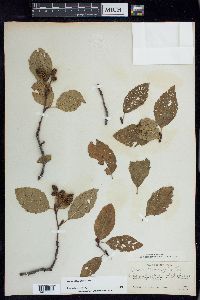 Alnus oblongifolia image