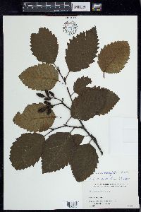 Alnus rhombifolia image