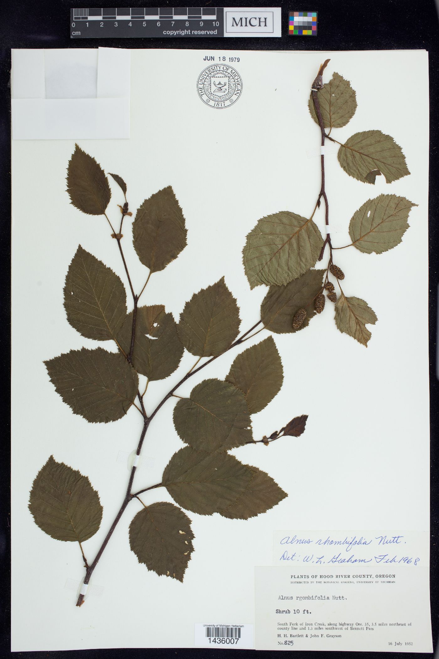 Alnus rhombifolia image